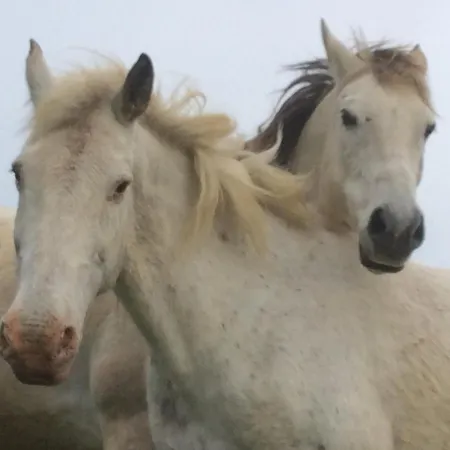 Chez Juliette Maison 招待所 Rontignon