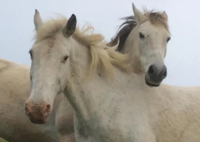 Chez Juliette Maison Gasthuis Rontignon