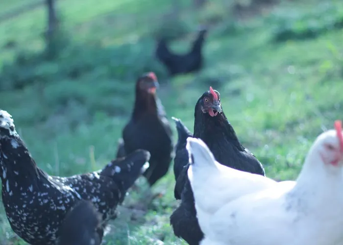 Chez Juliette Maison Pensjonat 3*