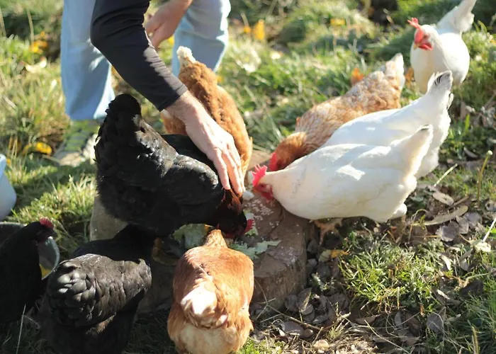 Pensjonat Chez Juliette Maison 3*